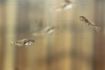 Haplotaxodon microlepis