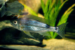 Haplotaxodon trifasciatus