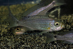 Haplotaxodon trifasciatus