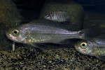 Haplotaxodon trifasciatus
