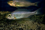 Haplotaxodon trifasciatus