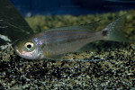 Haplotaxodon trifasciatus