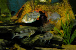 Haplotaxodon trifasciatus