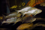 Haplotaxodon trifasciatus