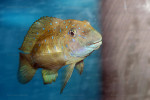 Eretmodus cyanostictus