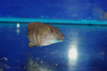 Eretmodus cyanostictus