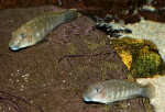 Eretmodus cyanostictus