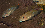 Eretmodus cyanostictus