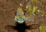 Eretmodus cyanostictus