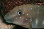 Eretmodus cyanostictus