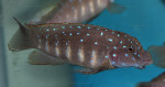 Eretmodus cyanostictus