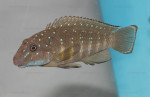 Eretmodus cyanostictus