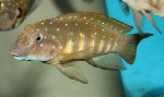 Eretmodus cyanostictus
