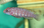 Eretmodus cyanostictus
