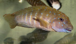 Eretmodus cyanostictus
