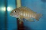 Eretmodus cyanostictus
