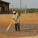 S&eacute;chage des clup&eacute;id&eacute;s sur le sable