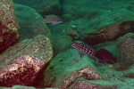 Julidochromis marlieri