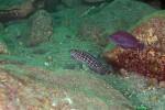 Julidochromis marlieri