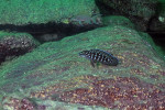 Julidochromis marlieri