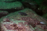 Julidochromis marlieri