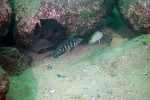 Julidochromis marlieri