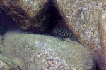 Julidochromis marlieri