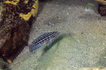 Julidochromis marlieri