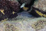 Julidochromis marlieri