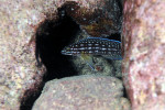 Julidochromis marlieri
