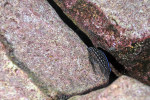Julidochromis marlieri