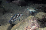 Julidochromis marlieri