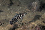Julidochromis marlieri
