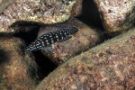 Julidochromis marlieri