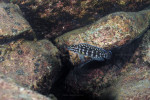 Julidochromis marlieri