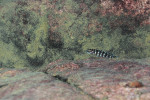 Julidochromis marlieri