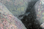 Julidochromis marlieri