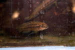 J. sp. Zambie