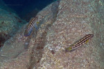 J. cf. regani