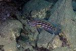J. cf. regani