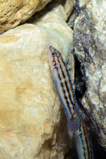 J. dickfeldi