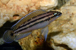 J. dickfeldi