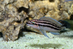 Julidochromis dickfeldi