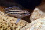 J. dickfeldi