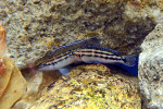 J. dickfeldi