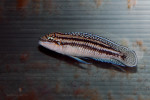 J. dickfeldi