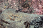 J. sp. kasia