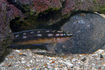 J. sp. kasia