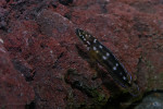 J. sp. kasia