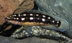 J. sp. kasia